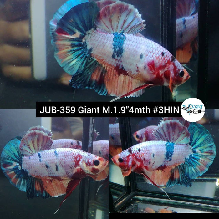 Live Betta Fish Male Giant Nemo Galaxy Candy Koi (JUB-359)