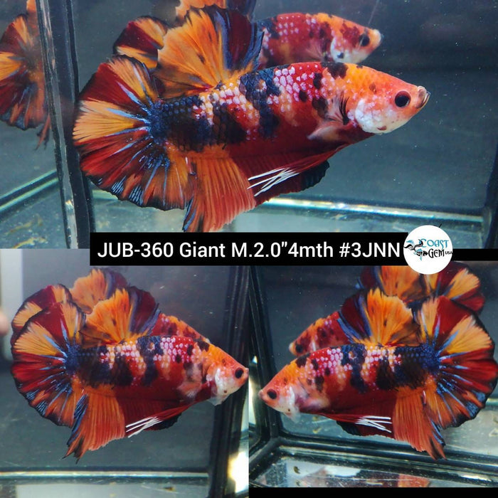 H Live Betta Fish Male Giant Nemo Galaxy Koi (JUB-360)