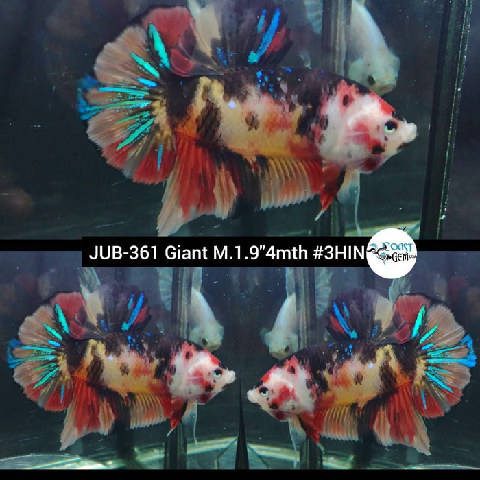 Live Betta Fish Male Giant Nemo Galaxy Koi (JUB-361)