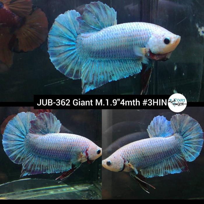 LIVE FISH HIGH QUALITY Fancy MALE Giant BETTA Glistening Blue Plakat vS062(JUB-362) WHAT YOU SEE WHAT YOU GET!