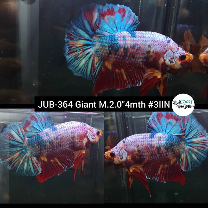 H Live Betta Fish Male Giant Nemo Galaxy Candy Koi (JUB-364)