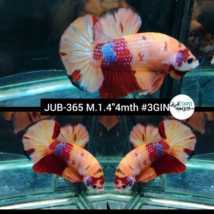 Live Betta Fish Male Plakat Nemo Koi (JUB-365)