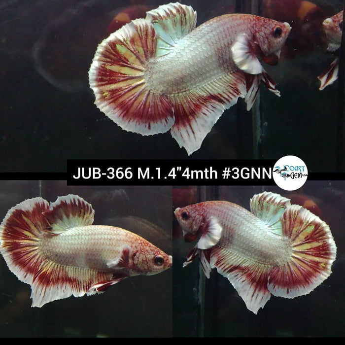 Live Betta Fish Male Dumbo Fancy Copper (JUB-366)