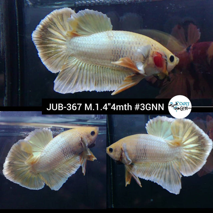 Live Betta Fish Male Yellow Dragon (JUB-367)