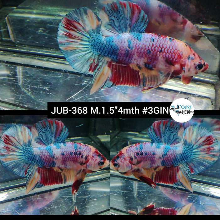 H Live Betta Fish Male Plakat Nemo Galaxy Candy Koi (JUB-368)