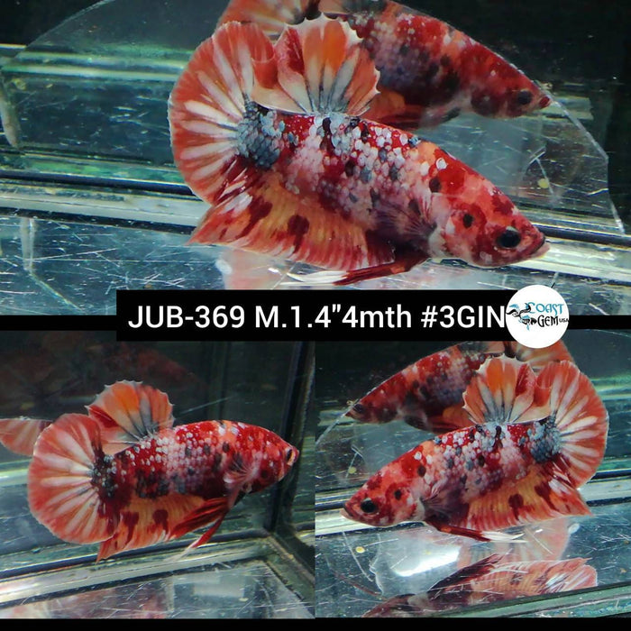 Live Betta Fish Male Plakat Nemo Galaxy Candy Koi (JUB-369)