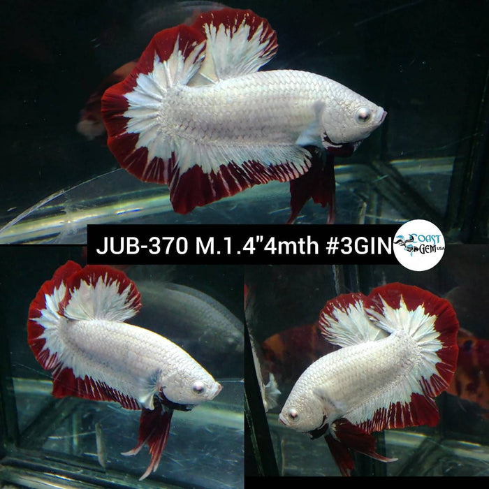 H Live Betta Fish Male Plakat Red Snow (JUB-370)