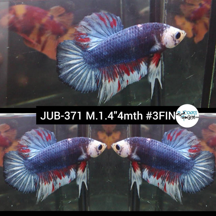 Live Betta Fish Male Plakat Fancy Marble (JUB-371)