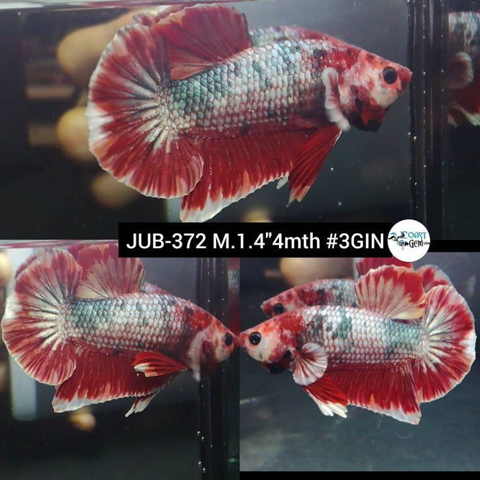 Live Betta Fish Male Plakat Red Copper Dragon Scale (JUB-372)