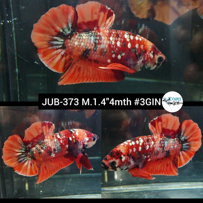 Live Betta Fish Male Plakat Nemo Galaxy Koi (JUB-373)