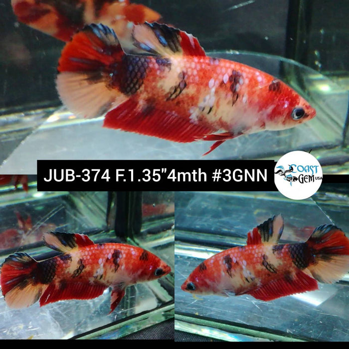 Live Betta Fish Female Plakat Nemo Galaxy Koi (JUB-374)