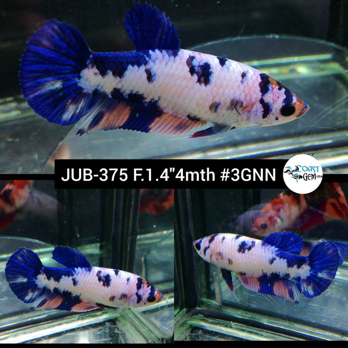 H Live Betta Fish Female Plakat Fancy Marble (JUB-375)