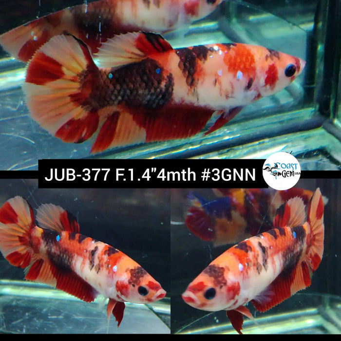 Live Betta Fish Female Plakat Nemo Koi (JUB-377)