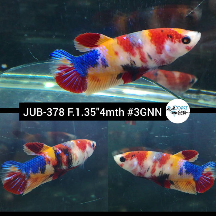 X Live Betta Fish Female Plakat Nemo Candy Koi (JUB-378)