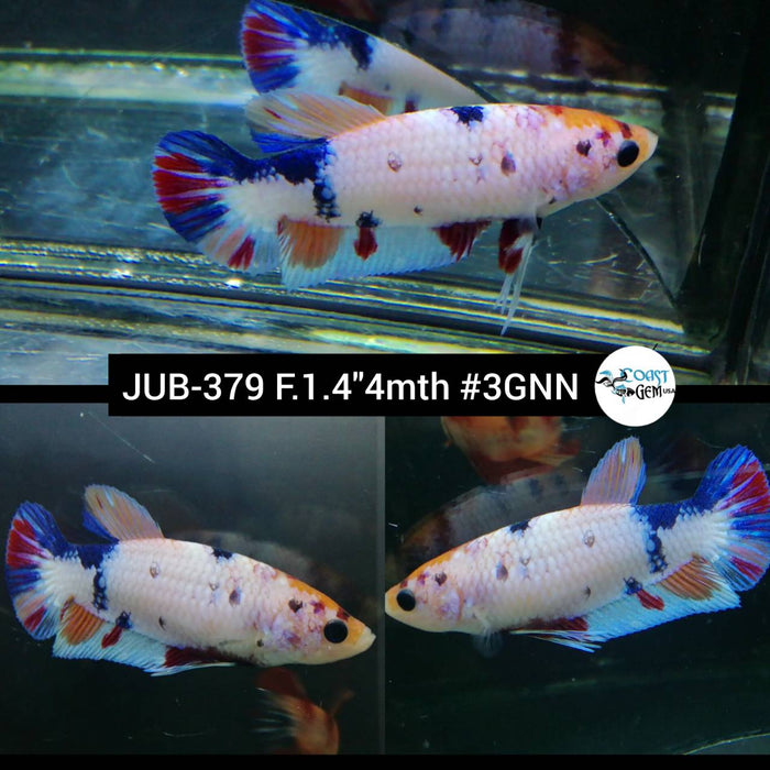 Live Betta Fish Female Plakat Nemo Candy Koi (JUB-379)