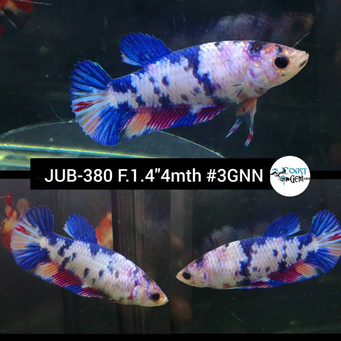 H Live Betta Fish Female Plakat Fancy Marble (JUB-380)