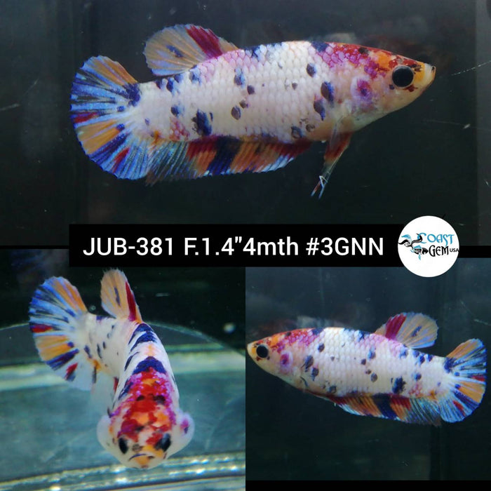 H Live Betta Fish Female Plakat Candy Koi (JUB-381)