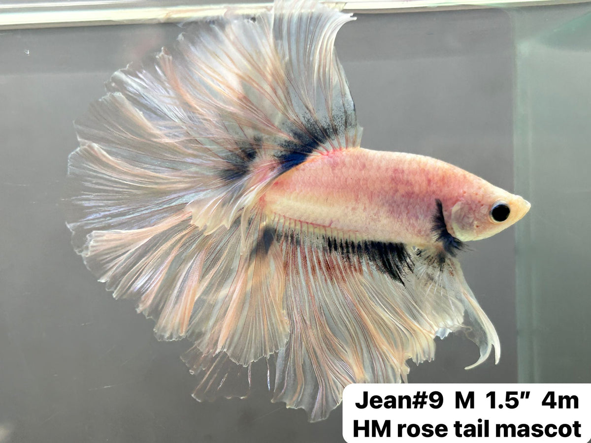 Rosetail best sale female betta