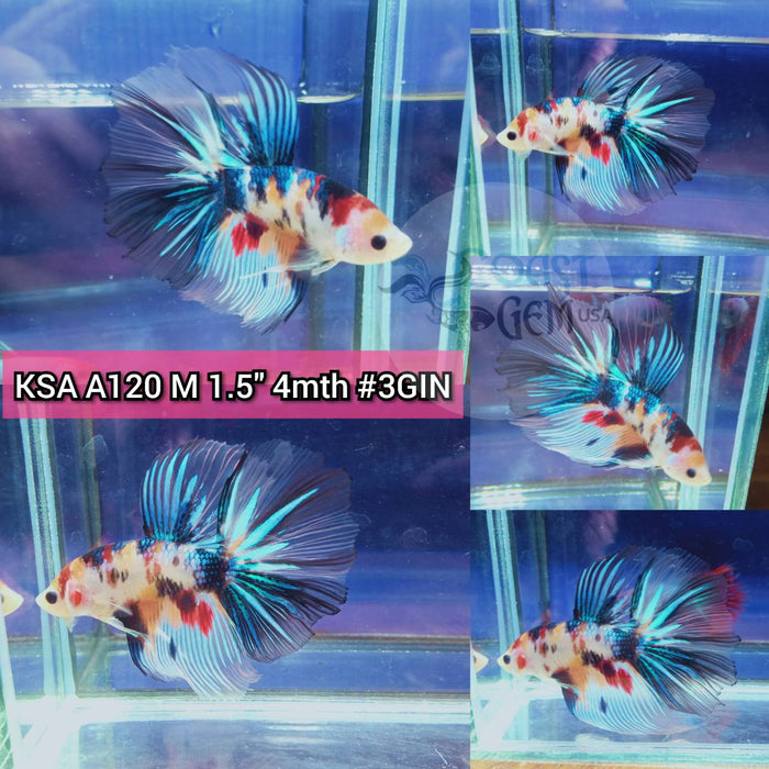 (KSA-A120) Nemo Galaxy Halfmoon Male Betta