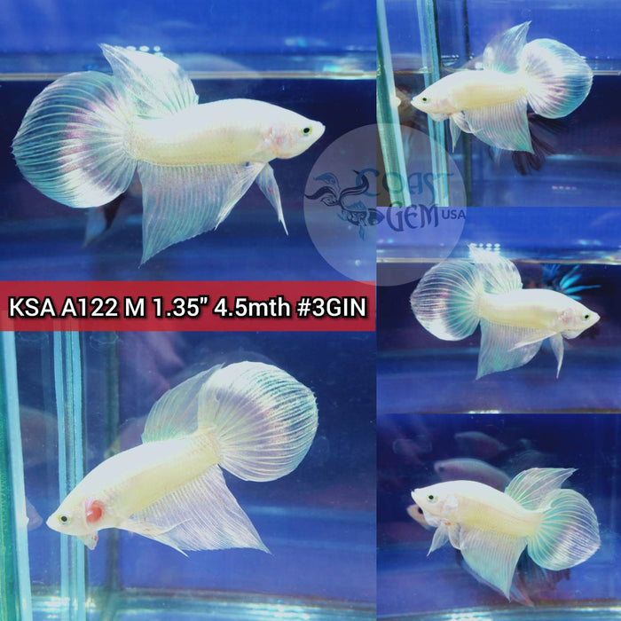 (KSA-A122) Super Gold Veil Tail Male Betta