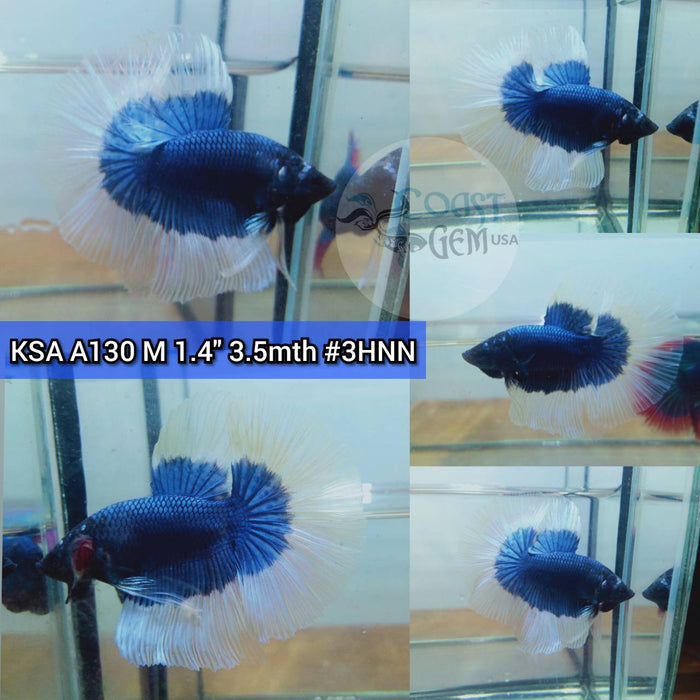 (KSA-A130) Blue Butterfly Halfmoon Male Betta