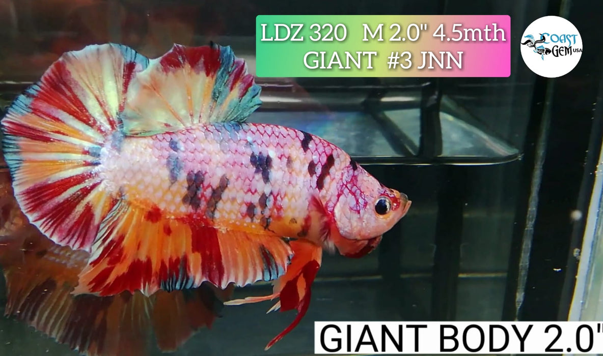 H LIVE FANCY GIANT CANDY BETTA MALE (LDZ-320)