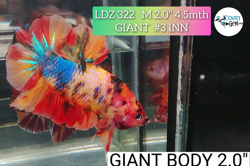 H LIVE FANCY GIANT CANDY MALE BETTA (LDZ-322)