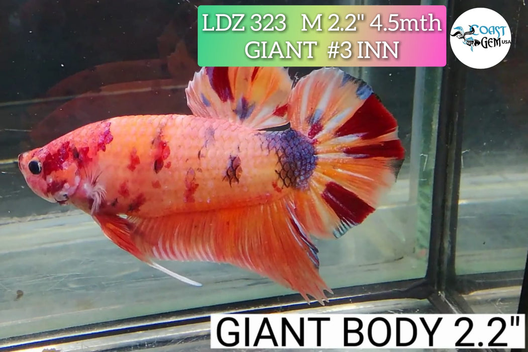 X LIVE FANCY GIANT NEMO MALE BETTA (LDZ-323)