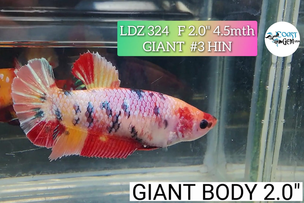 H LIVE FANCY GIANT NEMO BETTA FEMALE (LDZ-324)