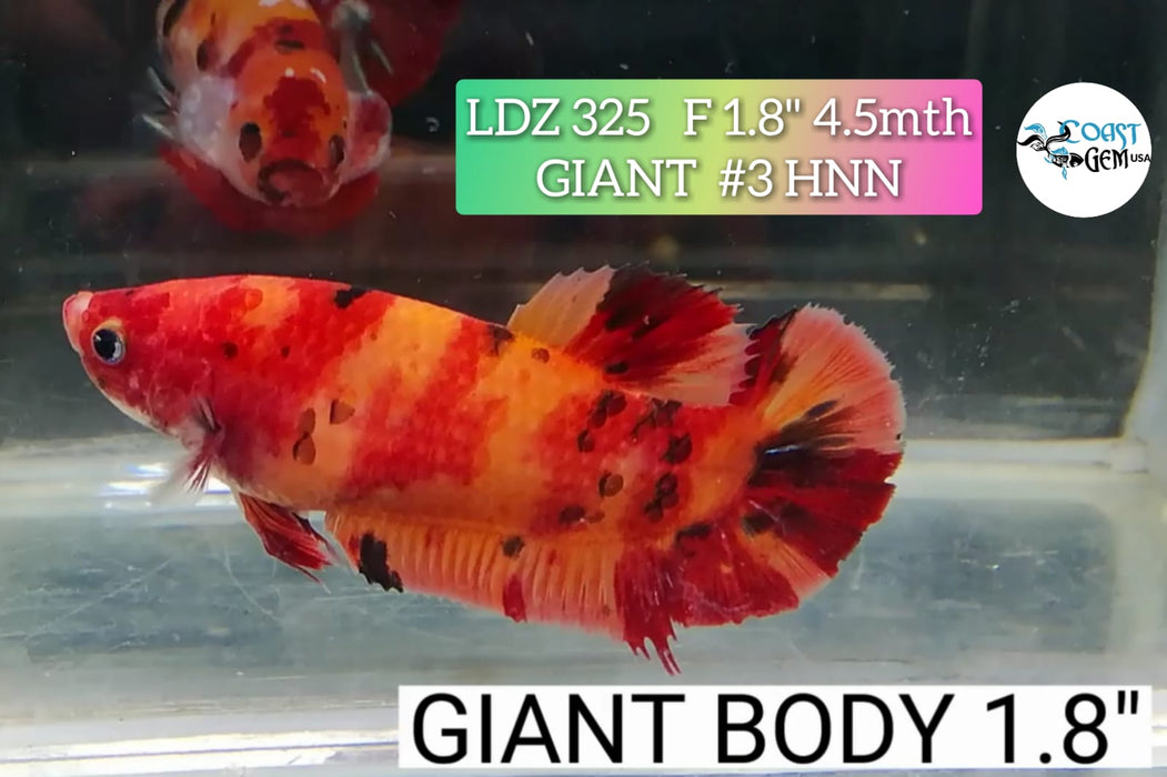 H LIVE FANCY GIANT NEMO FEMALE BETTA (LDZ-325) pre-order: will arrive with next import