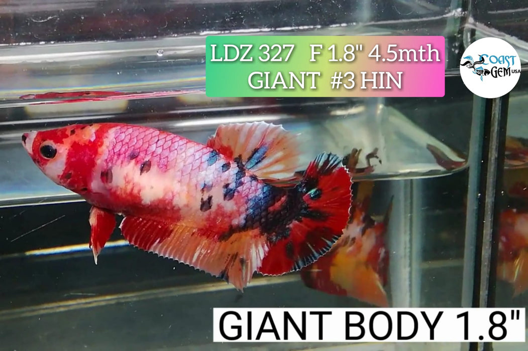 H LIVE FANCY GIANT CANDY BETTA FEMALE (LDZ-327)