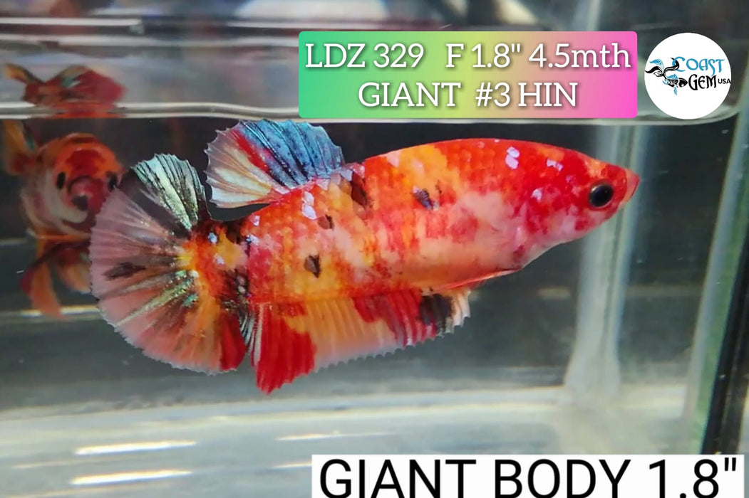 H LIVE FANCY BETTA GIANT NEMO FEMALE (LDZ-329)