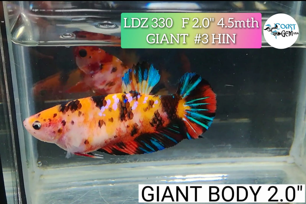 H LIVE FANCY GIANT NEMO BETTA FEMALE (LDZ-330)