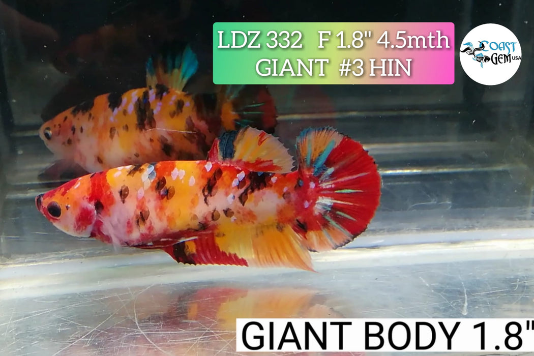 H LIVE GIANT FANCY BETTA NEMO FEMALE (LDZ-332)