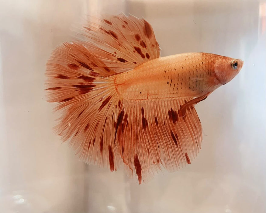 Live Betta Fish Male High Grade Halfmoon Armageddon (LLL-1002)