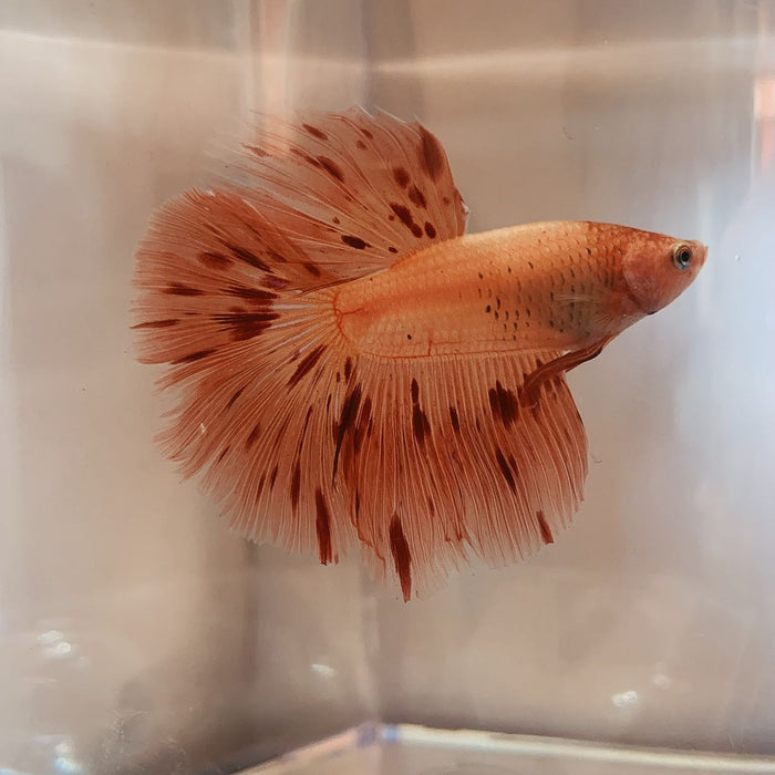 Live Betta Fish Male High Grade Halfmoon Armageddon (LLL-1002)