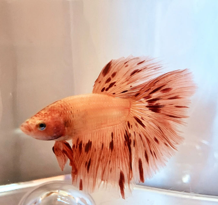 Live Betta Fish Male High Grade Halfmoon Armageddon (LLL-1002)