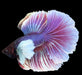 Pink Lavender Butterfly Dumbo Halfmoon Rosetail Male Betta