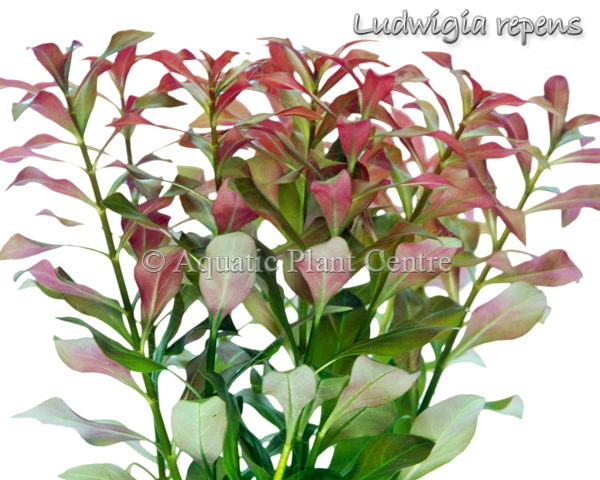 Ludwigia Repens Bunch