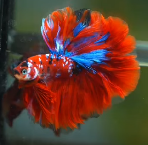 (MKP-097) Red Koi Fancy Galaxy Mohawk Rosetail Halfmoon Rosetail Male ...