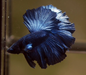 Steel Blue Halfmoon Male Betta Rosetail skyhawk 