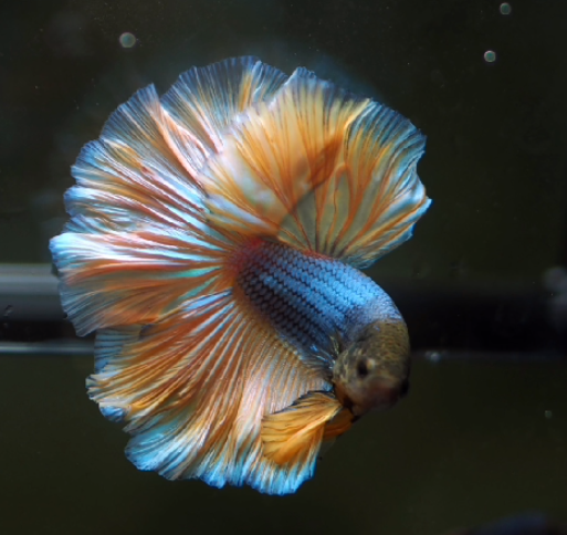 Pineapple 2024 betta fish