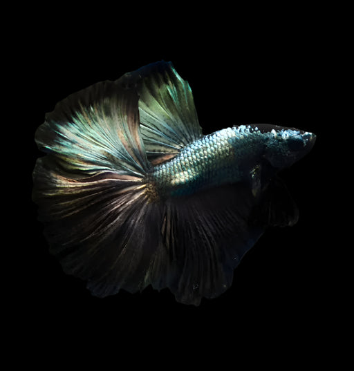 Male betta black dragon mohawk halfmoon