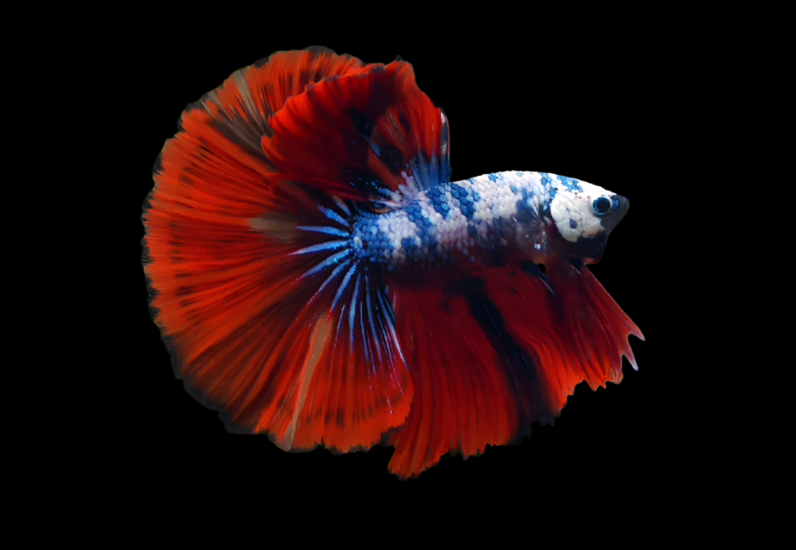 Candy Marble dot Multicolor Halfmoon Male Betta Show Grade Over Halfmoon