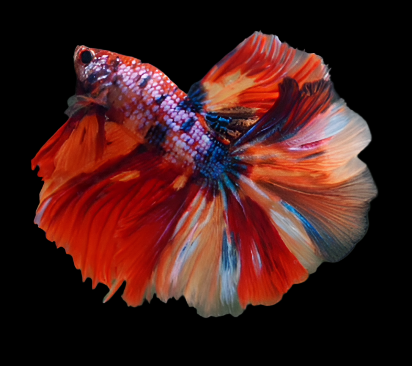 male betta nemo galaxy halfmoon