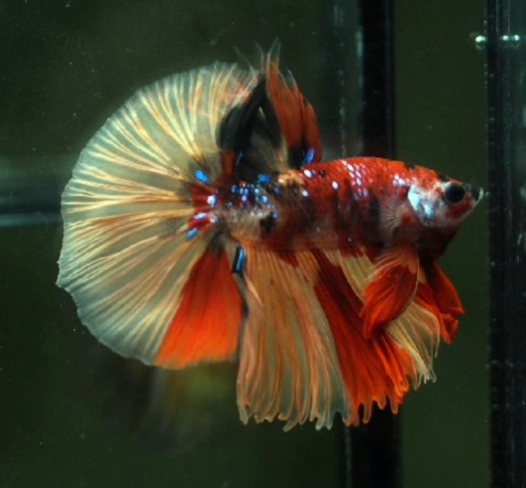 Male betta nemo Galaxy halfmoon