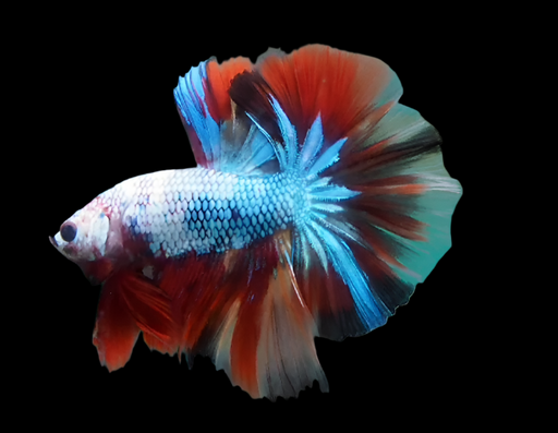 Candy Marble Dot Multicolor Halfmoon Male Betta Show Grade Over Halfmoon