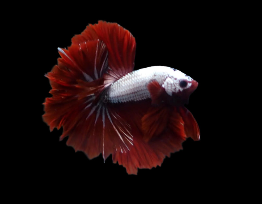 Red Dragon Mohawk Halfmoon Rosetail Male Betta