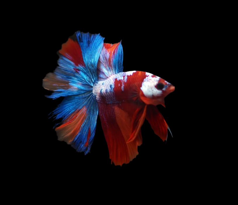 Male betta red koi over halfmoon Rosetail