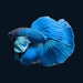 Male betta royal blue dumbo ear